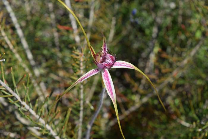 Caladenia - Orchid-Badgingarra-Vern-Westbrook-walk-Sep-2018p0005.JPG